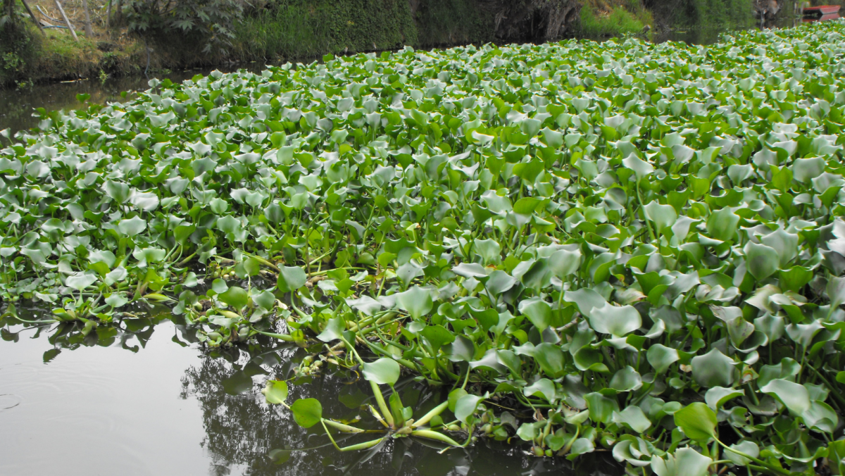 El lirio acuático de Xochimilco ahora es sustentable
